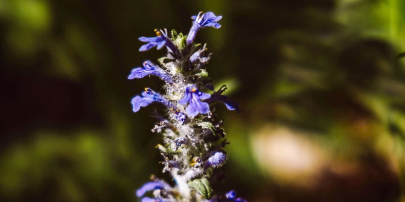 TÜBİTAK’ın Desteklediği Proje, Resimli Türkiye Florası’na Katkı Sağlayacak