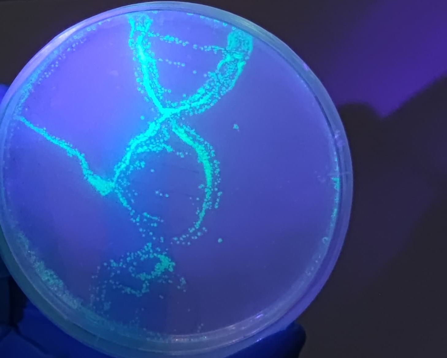Genetik Mühendisliği Dersinde "GFP-Art" Çalışması