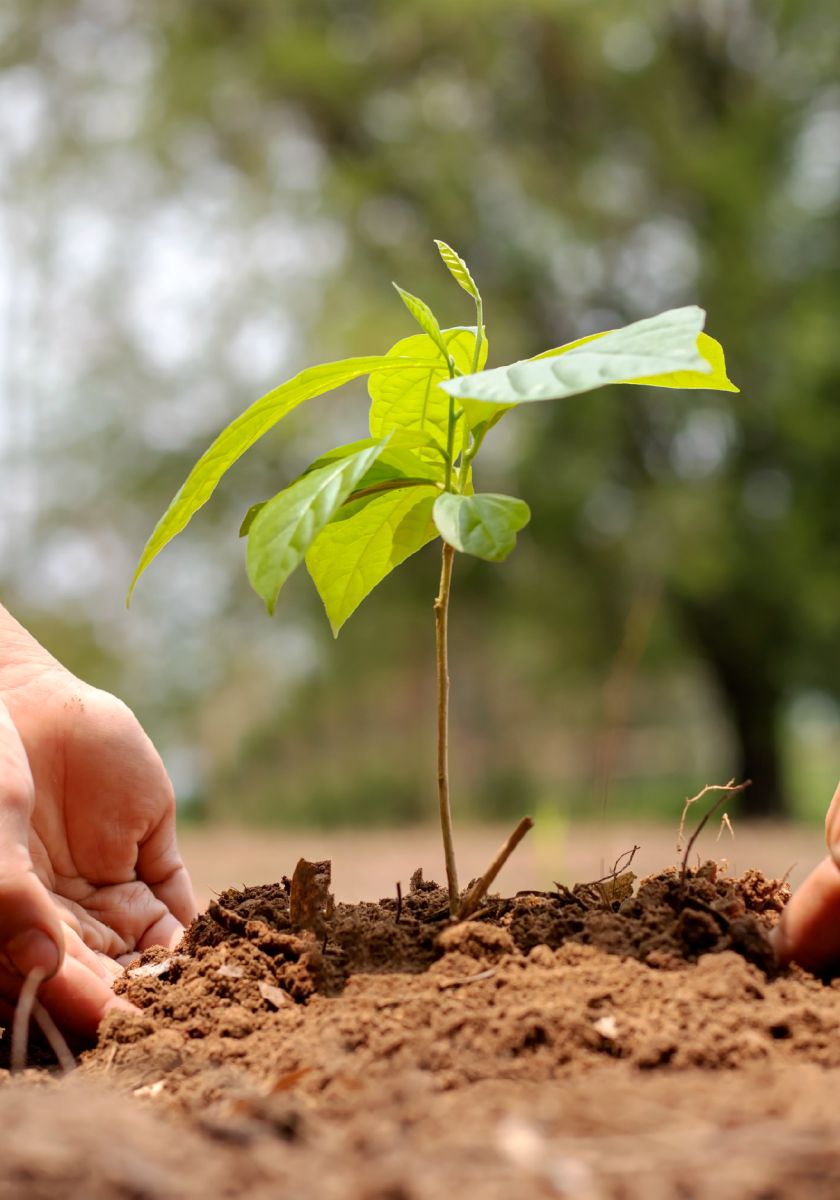 Fidan Dikimi ve Mevlid Programı