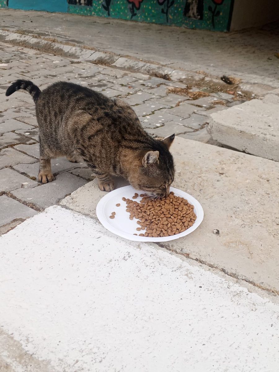 Hayvanları Koruma Haftası Kapsamında Sokak Hayvanlarına Mama Desteği Etkinliği Düzenlendi