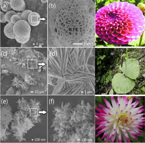 Gıda Mühendisliği Laboratuvarında Çiçeklerin Ne İşi Var!