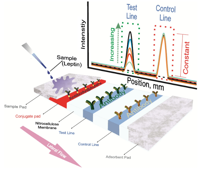 Quantitative determination of leptin hormone using gold nanoparticle-based lateral flow assay