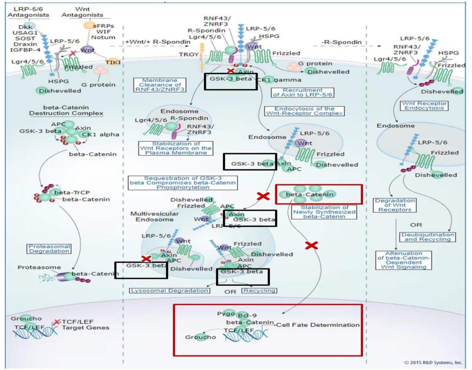 Biological Characterization of One Oxadiazole Derivative  (5(4-Hydroxyphenyl)-2-(N-Phenyl Amino)-1,3,4-Oxadiazole):  In Vitro, In Silico, and Network Pharmacological Approaches