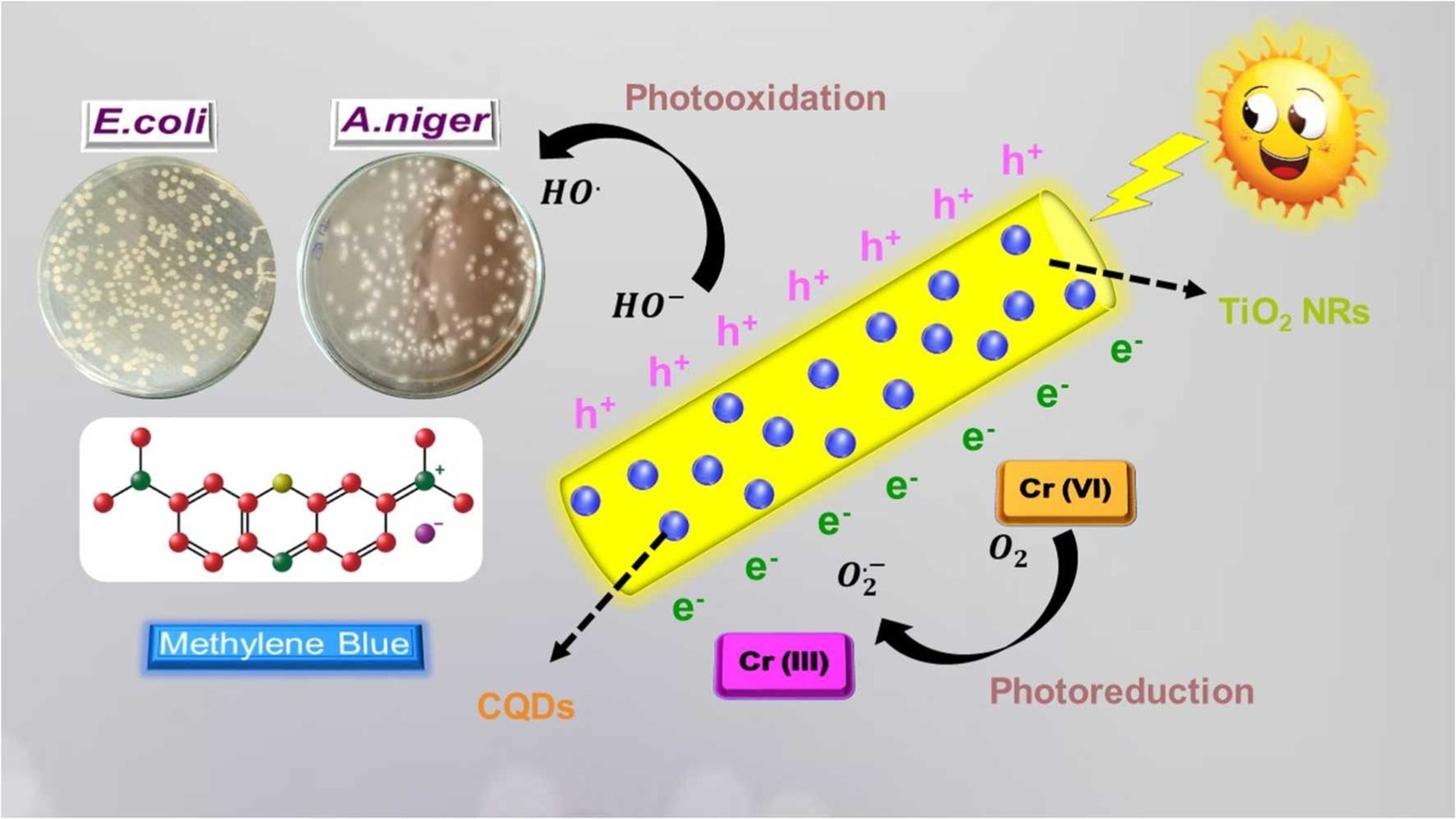 NS-CQDs/TiO2 hybrid nanocomposites incorporated with nutshell derived NS-CQDs as photocatalyst for environmental/biological applications and cytotoxicity effect
