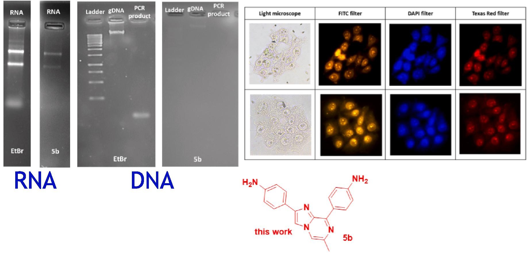 Selective RNA binding and imaging with imidazopyrazine-based fluorescent molecule