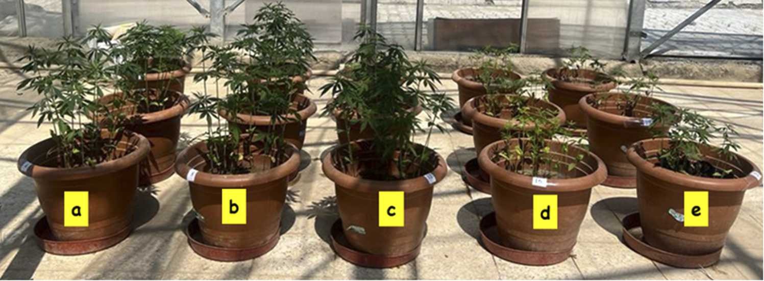 Phytoremediation Potential of Industrial Hemp Grown in Sewage Sludge: Growth Performance and Environmental Impact