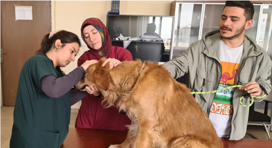 Köpeklerde Muayene Eğitimi